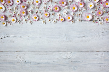 Background with daisies and blooming cherry, plum
