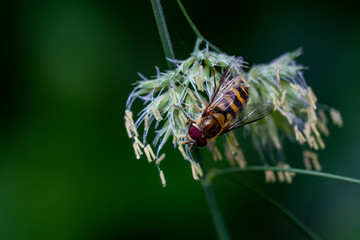 Schwebefliegen und Trauer Rosenkäfer