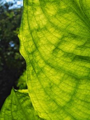 Skunk Cabbage Leaf