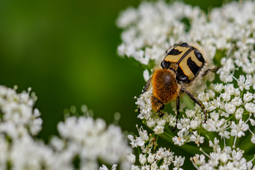 Schwebefliegen und Trauer Rosenkäfer