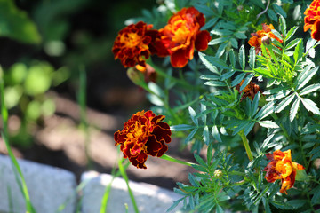 Flower in the garden