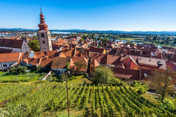 A view of the vineyards and the center of Ptuj city, church and old historical town of Ptuj,...