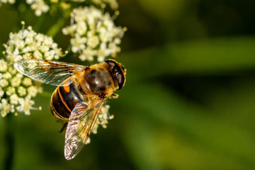 Schwebefliegen und Trauer Rosenkäfer