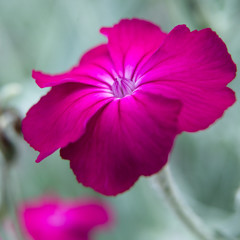 Fototapeta na wymiar różowy kwiat makro