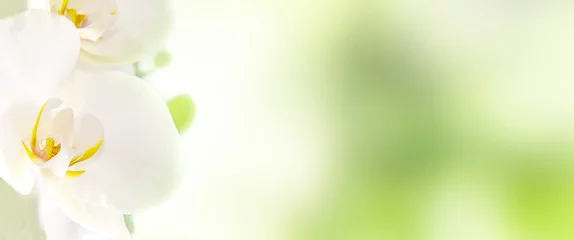 Foto auf Glas weiße Orchidee mit abstraktem natürlichen Hintergrund © carballo