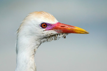 Mating Colors - Cattle Egret