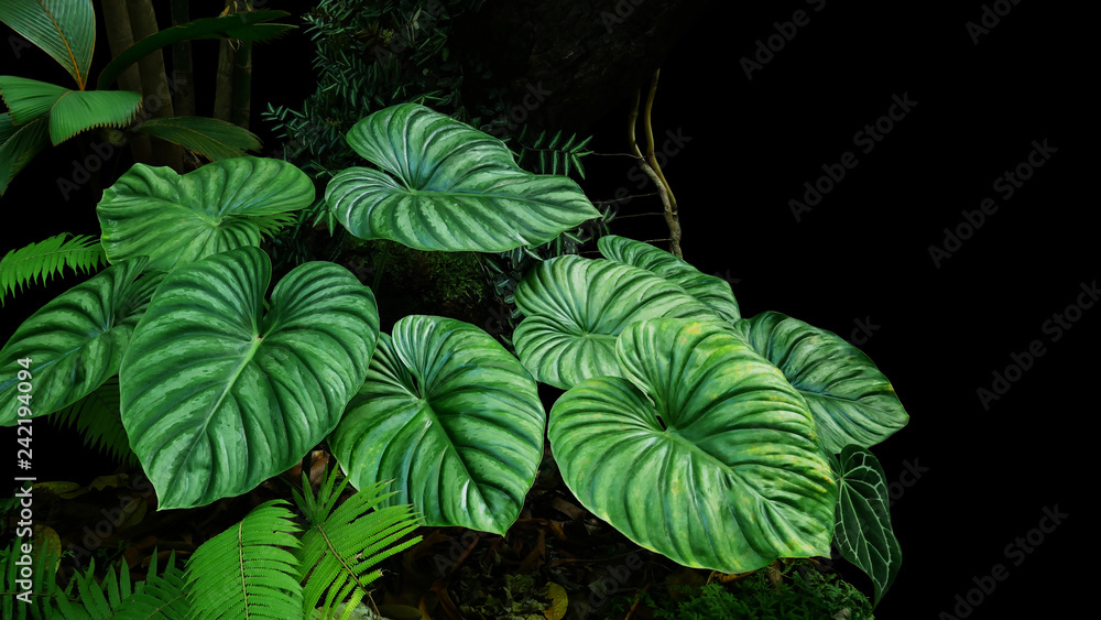 Poster Heart shaped bicolors leaves of Philodendron plowmanii the rare exotic rainforest plant with forest ferns and varieties of tropical foliage plants in ornamental garden on dark background.