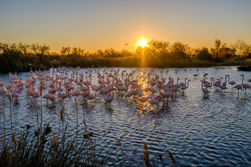 Les flamants roses dans l'étang. Coucher de soleil. Camargue, France.  - obrazy, fototapety, plakaty