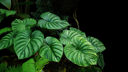 Heart shaped bicolors leaves of Philodendron plowmanii the rare exotic rainforest plant with forest ferns and varieties of tropical foliage plants in ornamental garden on dark background.