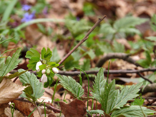Wildflowers