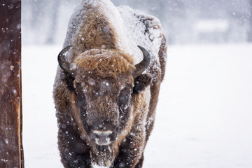 Bison or Aurochs in winter season in there habitat. Beautiful snowing