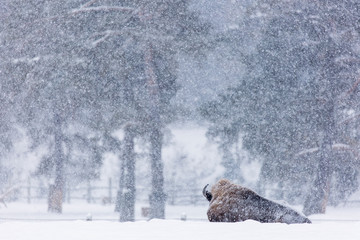 Bison or Aurochs in winter season in there habitat. Beautiful snowing