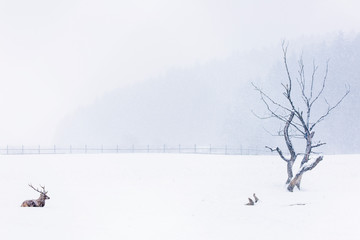 Deer resting in the snow in winter season with beautiful landscape in background