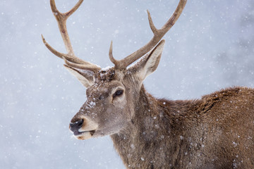 Portrait of a deer in winter season and snowing.