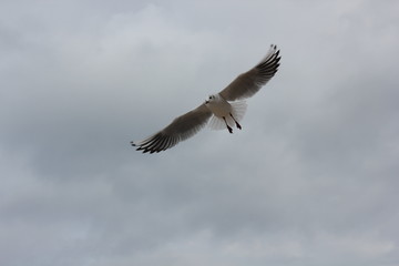 #Mouette #Nuage #Vol #Houlgate #France #Oiseau #Ciel