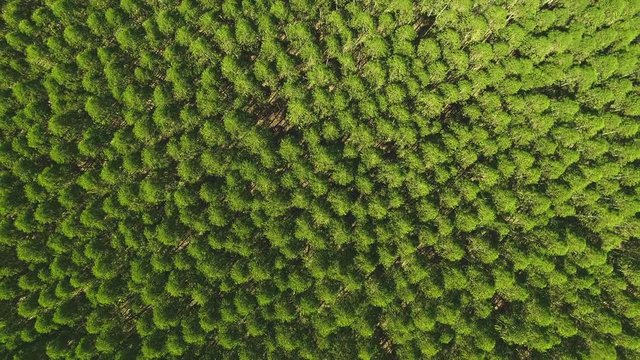 Eucalyptus plantation in Brazil - cellulose paper agriculture - birdseye drone view. Top view. Eucalyptus Green Forest Aerial View.