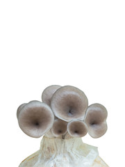 Oyster Mushroom growing on plastic bag. Isolated on white background and clipping path.