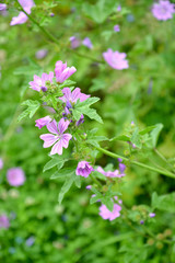 Flowers of a hollyhock forest (Malva sylvestris L.)