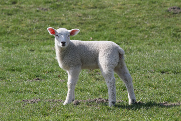 Young lamb Standing on a dyke