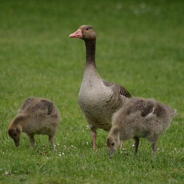 Grey goose with Goslings on a green meadow