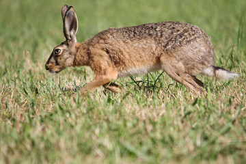 (easter) bunny walking on green grass
