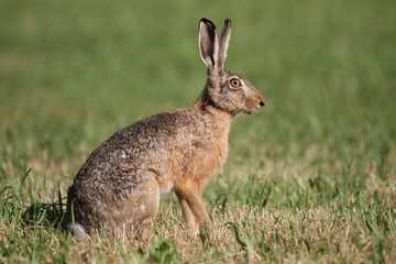 Naklejka na ściany i meble (easter) bunny sitting within green grass