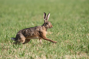 Naklejka premium (easter) bunny hopping on green grass