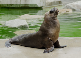 Naklejka premium Seelöwe