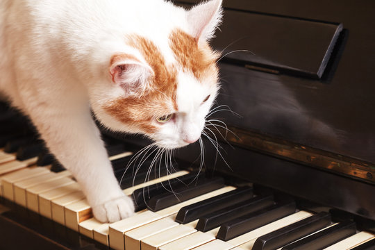 Cat On Piano. White Cat Walking On Piano Keyboard