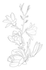 Magnolia flowers bloom blossom tree branch. Line art isolated black white drawing. Botanical vector design element.