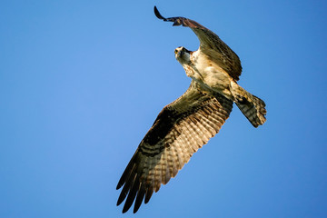 Osprey Eye Contact