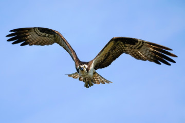 Osprey Flap
