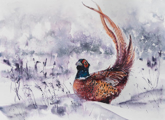 Beautiful illustration with watercolor - forest pheasant in winter.