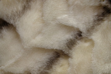 Obraz premium Mink fur for the production of fashionable fur coats background for the catalog
