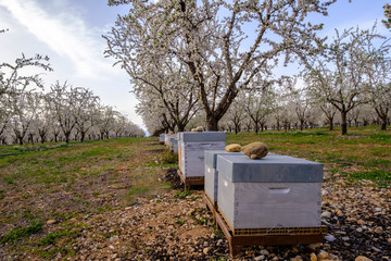 Les ruches entre les amandiers en fleurs au printemps. Provence, France.	