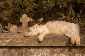 Ferral cat lying asleep on the cemetery wall.