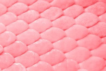 Texture of genuine leather close-up, with embossed scales  reptiles, the trend pattern living coral color