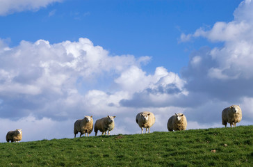 Obraz premium Grazing sheep on a dike