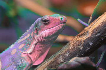A multicolor lizard standing.  Texture of the animal skin background