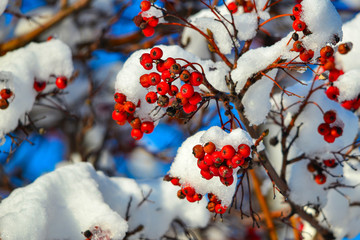 Red rowan on a tree branch in the snow.