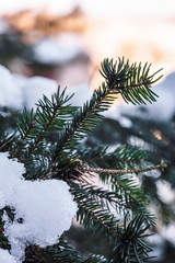 Spruce branch with ice and snow on the warm colors of the background in pastel colors