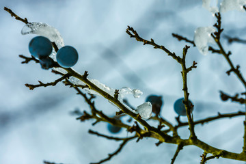 Blackthorn  1with blue-black fruits