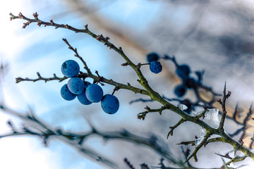 Blackthorn with blue-black fruits on the tree in the autumn colors in garden with nice sky, Austria    