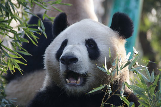 Giant Panda in Hangzhou Zoo, Cheng Jiu, China © foreverhappy