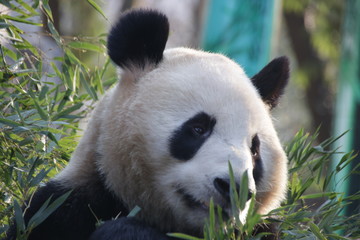 Fototapeta premium Sweet Smile of Giant Panda, China