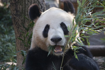 Obraz na płótnie Canvas Funny Pose of Giant Panda While Eating Bamboo Leaves