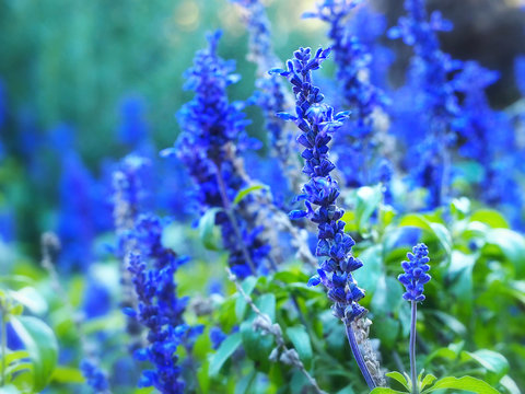 Blue salvia, blue sage flower, salvia farinacea, mealycup sage, mealy sage growing in garden