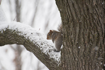 Squirrel sitting on a tree