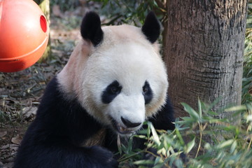 Obraz premium Giant Panda in Hangzhou, China