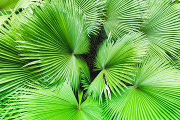 Top view on vivid green palm leaves growing in a park.